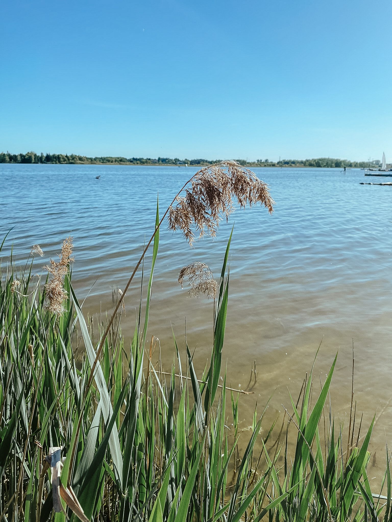 Jezioro Kierskie, widok znad brzegu